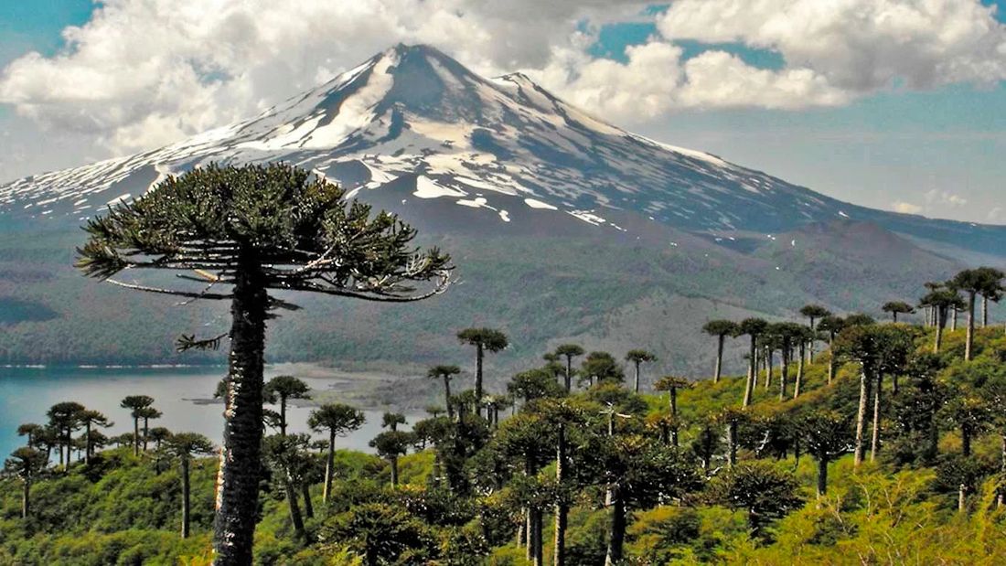 Volcán y araucarias de La Araucanía